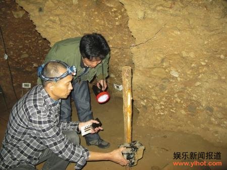 四川发现神秘巨鼠体大如猫 能潜水吃鲤鱼